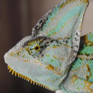 My chameleon