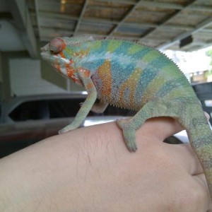 Brandon - Blue Barred Ambilobe Panther Chameleon