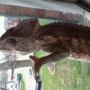 T-Rex