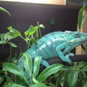Elvis
