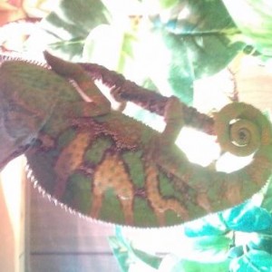 My Chameleons