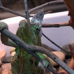 Archimedes