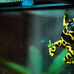 Poisonous Dart Frogs