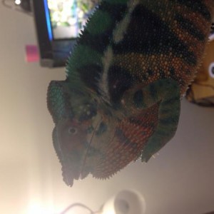 Oliver (ambanja)