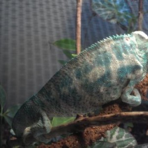 Nosy Falys