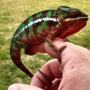 Jimbo the ambilobe