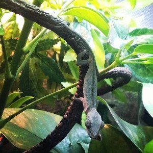 My first cham, Camo.