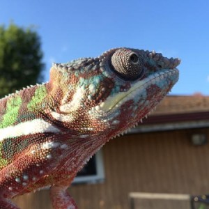 My baby boy Sniper