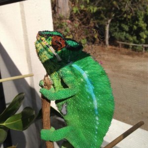 Nosy Mitsios