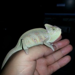 El Chameleo