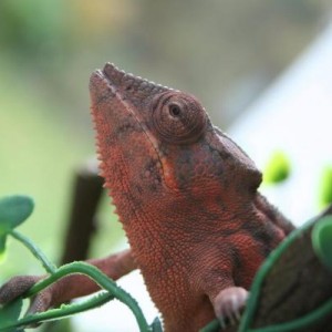 My chameleons :)