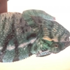 Pascal