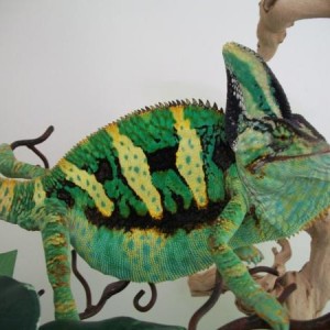 My Pets