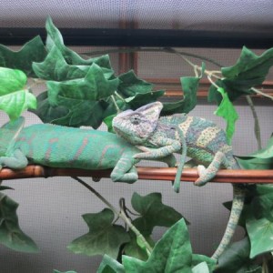 Breeding