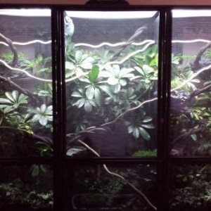 Chameleon Enclosure