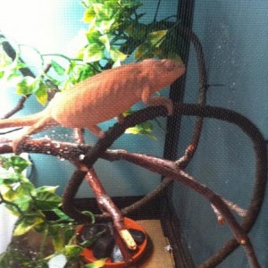 Petrie
