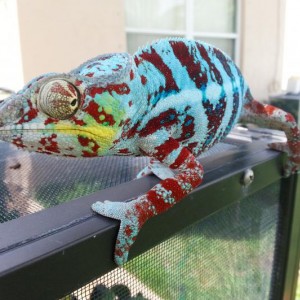 Blue Tiger