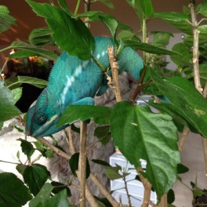 Azul - Nosy Be