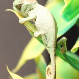 baby kinyongia boehmei