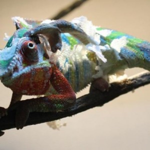 kantos pics