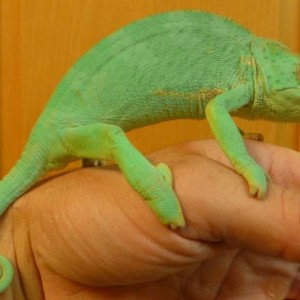 Captive Bred Graceful Chameleons