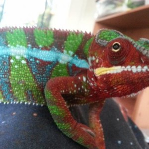 walter