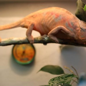 Montia