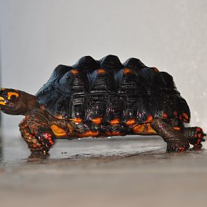 Teddy Tortoise from 2 months old to present
