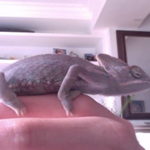 Chameleon