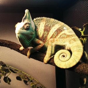 Kevin the Veiled Chameleon - Week one.