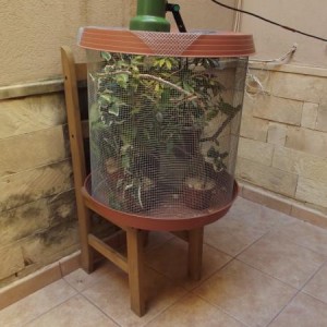 Common Chameleons
