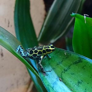 Amphibians
