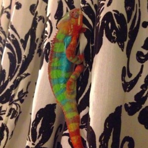 Ziggy the lizzy