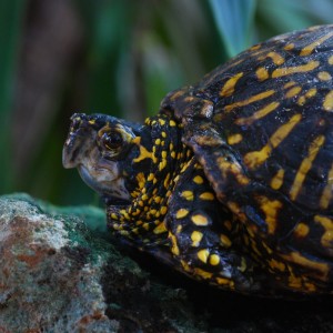 Bart My Handsome Box Turtle (Nov. 2013 to present)