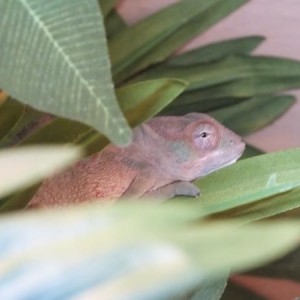 George Panther Chameleon