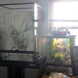 Jackson terrarium