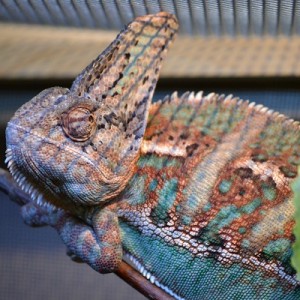 My Cham