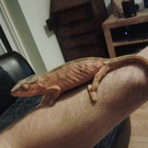 my female panther