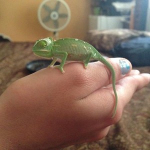 Veiled Cham