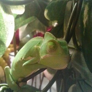 reptiels