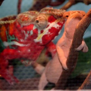 Sire of Ambilobe Male - Sid