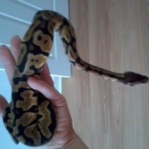 caesar - my pastel royal python