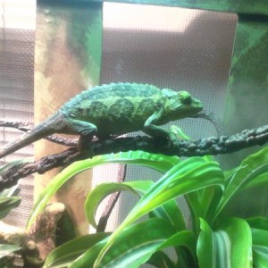 chameleon n cage