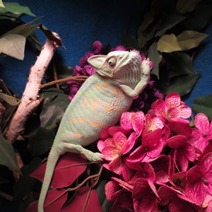 Veiled Chameleon- Pascal