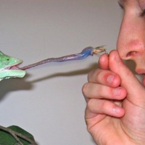 Abby (Veiled Chameleon)