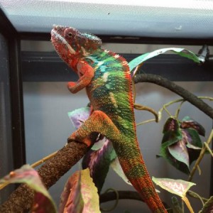 Acie males
