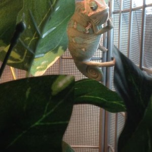 Mr. Spanich