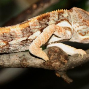 Asteria