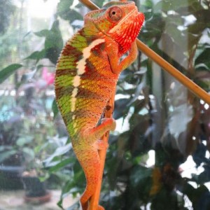 New arrival - Flynn