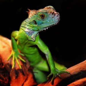 Reptiles